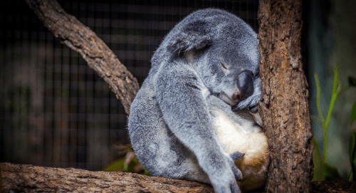 A koala sleeping on a tree